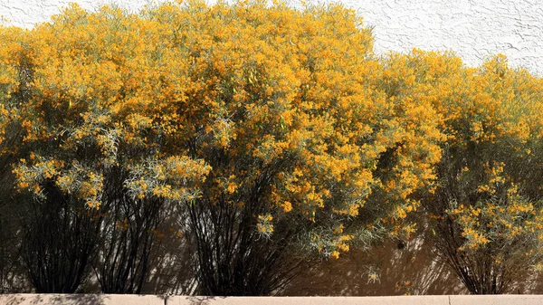 Цветущие Cassia Artemisioides Пернатый Кассия Используется Качестве Акцента Кустарника Изгородь — стоковое фото
