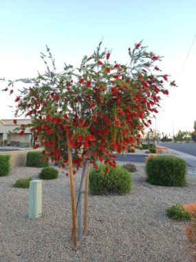 Kırmızı Callistemon, Xeriscaped şehir yolunda ağlayan bir şişe fırçası gibi büyüdü. Phoenix, Arizona 'daki kasvetli bir sabah sokağına kırmızı renkler ekledi.