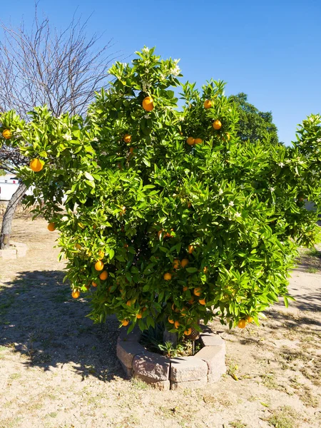 春のオレンジの柑橘類の木の開花と果実時間 — ストック写真
