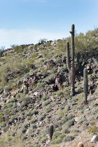 Saguaro cacti on a steep slope of North Mountain Park hiking trail in Phoenix, Arizona
