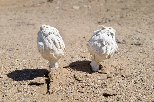 Ein Paar Desert Shaggy Mähnenpilze Oder Podaxi Pistillaris Pilze Die — Stockfoto