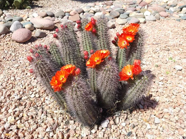 Desert Stílusú Xerisacped Ground Virágzó Sündisznó Kaktuszok Echinocereus Család Más — Stock Fotó
