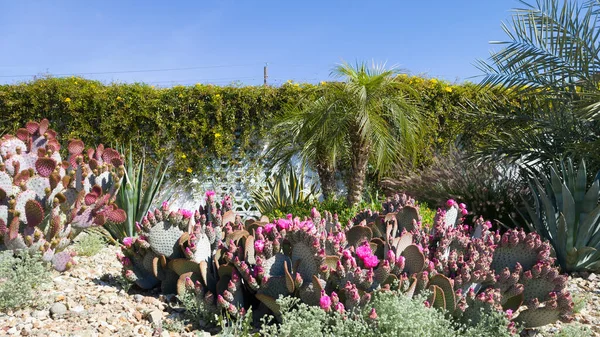 雄伟的洋红色花序 头状花序多刺的梨子 伞形花序 与其他抗旱植物覆盖沙漠风格的地面 免版税图库照片