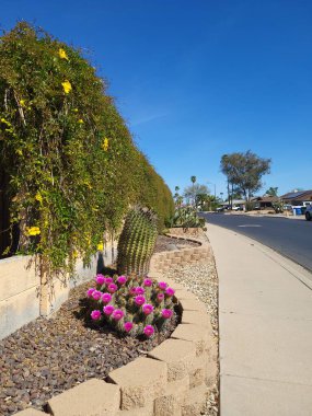 Çiçekli kirpi kaktüsü, Saguaro, Opuntia ve Phoenix, Arizona 'daki diğer kuraklığa dayanıklı bitkilerle dolu Xeriscaplı kaldırım. 