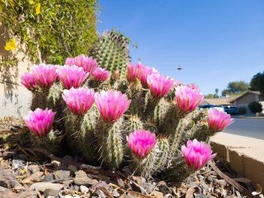 Çöl stili Xerisacped zemin çiçek açan kirpi kaktüsü, Echinocereus ailesi, Kingcup kaktüsü, Claretcup, Mojave tepeciği kaktüsü olarak da bilinir.