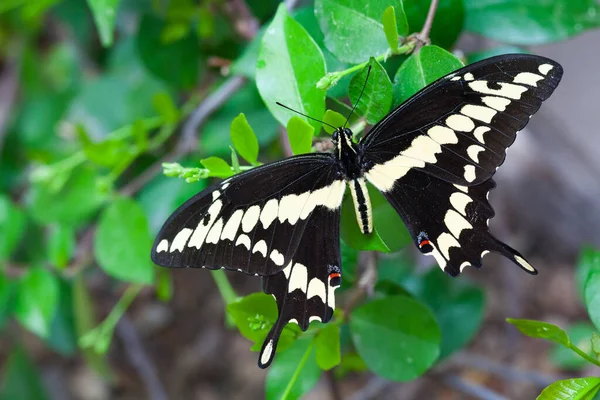 Аризонський Гігантський Гольд Темно Коричневим Метеликом Swallowtail Вершечку Винограду Ясмін — стокове фото