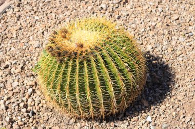Çöl stili fotokopi, yuvarlak fıçı kaktüsü ve çakıl..
