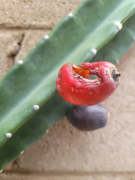 Dojrzałe Czerwone Fioletowe Owoce Kaktusa Cereus Przymocowane Głęboko Zielonych Żeber — Zdjęcie stockowe