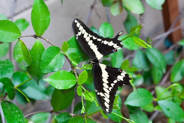 Аризонський Гігантський Гольд Темно Коричневим Метеликом Swallowtail Вершечку Винограду Ясмін — стокове фото