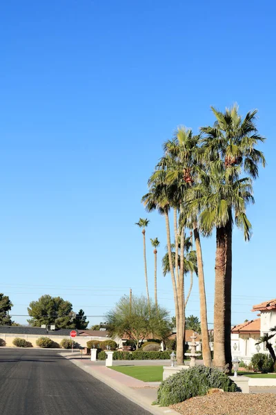 Palmiers Maigres Grands Atteignant Ciel Sans Nuages Arizona Dans Une — Photo