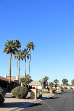 Sıska ve uzun palmiye ağaçları güneybatıdaki Phoenix şehrinin yerleşim bölgesinde bulutsuz Arizona gökyüzüne ulaşıyor.