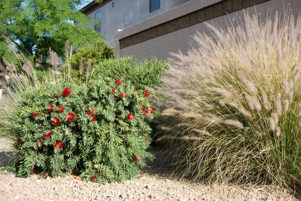 Küçük John cüce şişe fırçası, parlak kırmızı çiçekleri ve Arizona 'da Xeriscaped yol kenarlarını tamamlayan Çeşme tohumu. 