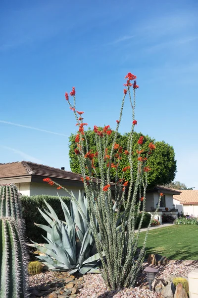 Przydrożne Tereny Arizony Kaktusami Agawą Ocotillo Innymi Roślinami Odpornymi Suszę — Zdjęcie stockowe