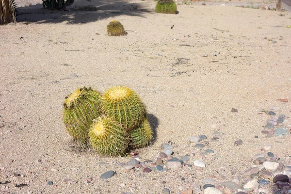 Desert Style Xeriscaping Okrągłym Kaktusem Beczkowym Drobnym Żwirem Rzeczną Skałą — Zdjęcie stockowe
