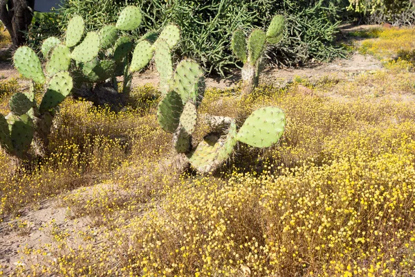 Тернисто Зеленые Весла Кактуса Нопалес Растущие Пустыне Аризона — стоковое фото
