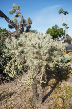 Cylindropuntia fulgida ile Xeriscaped kavşağı, Zıplayan cholla, aynı zamanda sallanan zincir cholla olarak da bilinir.