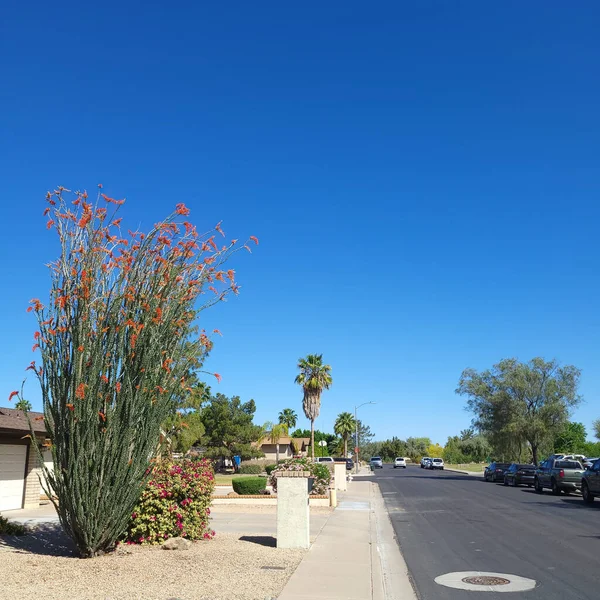 Kuzey-Batı Phoenix, Arizona 'da Conocido Park yakınlarındaki yol kenarlarında Xeriscaped golf sahası