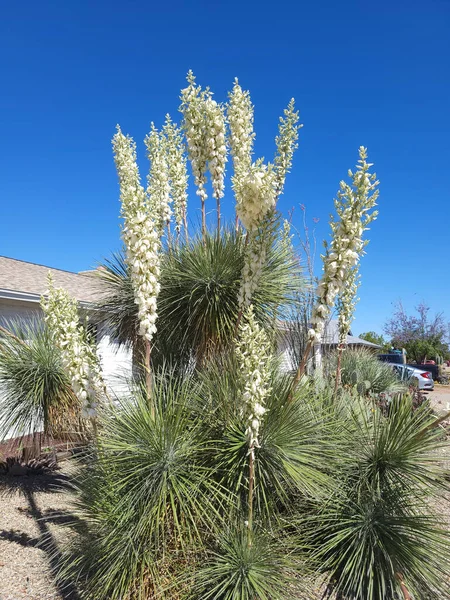 Bright white glorious flowers of Soaptree yucca blooming during Arizona  Spring in Phoenix xeriscaped streets
