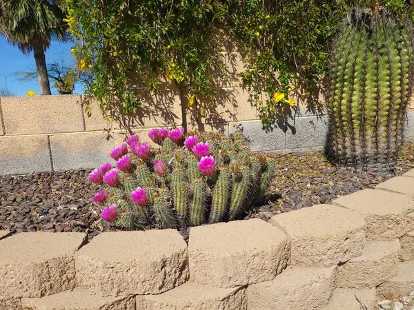 Desert Estilo Xerisacped Chão Com Floração Hedgehog Cactos Família Echinocereus — Fotografia de Stock