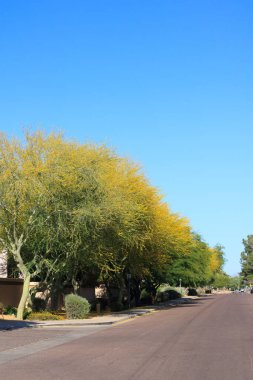 Arizona Baharı boyunca Palo Verde 'nin açtığı Xeriscaping konut yolu omuzları