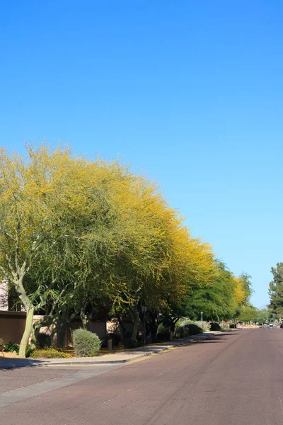 Arizona Baharı Boyunca Palo Verde Nin Açtığı Xeriscaping Konut Yolu — Stok fotoğraf