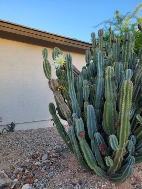 Arizona alacakaranlıktan şafağa Cereus kaktüslerinin açtığı beyaz çiçek sabahın erken saatlerinde