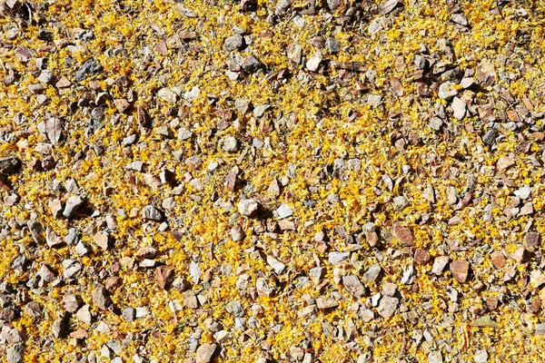Jasnożółty Pustyni Ziemi Pokryte Palo Verde Spadły Kwiaty Żwir Mieszany — Zdjęcie stockowe
