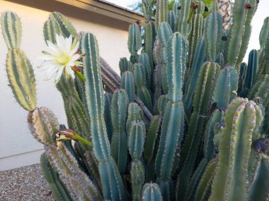 Arizona alacakaranlıktan şafağa Cereus kaktüslerinin açtığı beyaz çiçek sabah erken saatlerde kapanır.