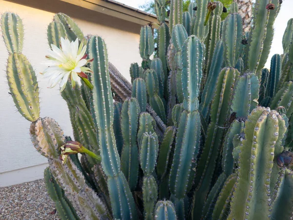 Arizona Alkonyattól Hajnalig Virágzó Cereus Kaktusz Nyitott Fehér Virággal Kora — Stock Fotó