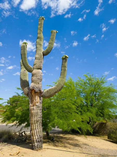 Saguaro Vieilli Avec Des Fleurs Blanches Sommet Ses Bras Coin — Photo
