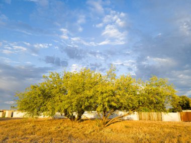 Mesquite ağaçları Phoenix, Arizona 'da gelişmemiş çöl arazisinde yetişiyor.
