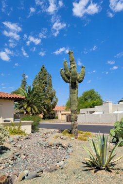 Kollarının üst kısmında beyaz çiçekler olan Saguaro Phoenix, Arizona 'da Xeriscaped caddesinin köşesinde.