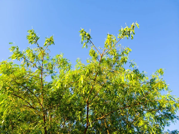 Açık mavi gökyüzüne karşı Bal Çekirgesi Ağacı (Gleditsia triacanthos) tohumlu yeşil taç.