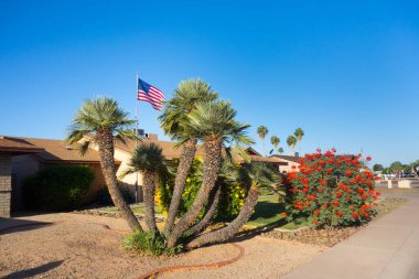 Phoenix, Arizona 'da Xeriscaped caddesi boyunca cüce palmiye ağaçları ve kuraklığa dayanıklı bitkiler ve çiçekler.