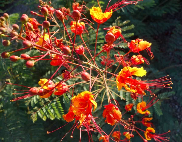 Close Red Bird Paradise Caesalpinia Pulcherrima Raceme Com Botões Flores — Fotografia de Stock