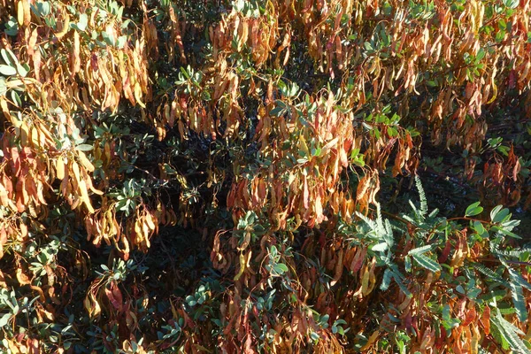 Închiderea Arbust Gard Viu Acoperit Păstăi Semințe Uscate Fundal Natural — Fotografie, imagine de stoc