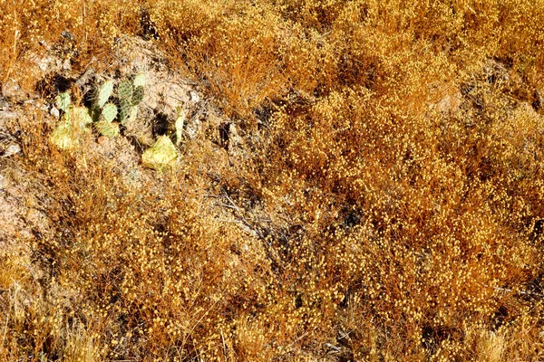 非洲雏菊 Dimorphotheca Sinuata 的亮褐色干种子荚和茎 以及罕见的苍白 — 图库照片
