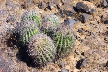A cluster of Fishhook Barrel cacti in arid and rugged desert terrain, Arizona clipart
