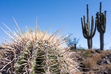 Saguaro kaktüsünün dikenli tepesi ve çoklu kollu yaşlı Saguaro kaktüsü.