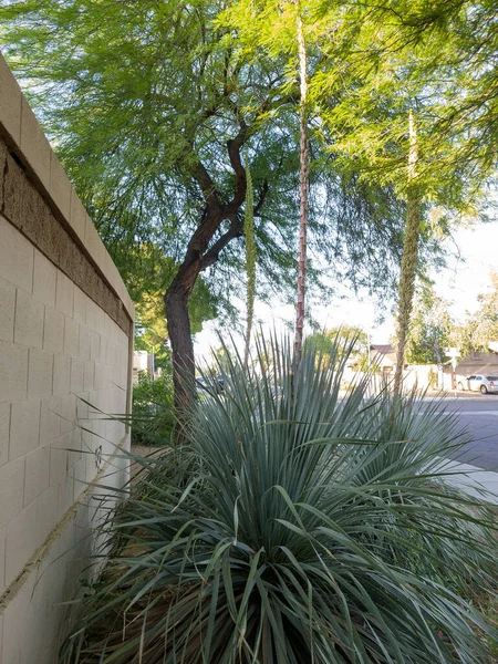 Olgun Agave Bitkileri Arizona Phoenix Xeriscaped Yol Kenarındaki Rosette Merkezlerinden — Stok fotoğraf