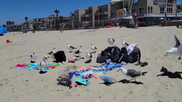 San Diego Sierpnia 2022 Seagulls Roi Się Szaleje Pływackich Rzeczy — Wideo stockowe