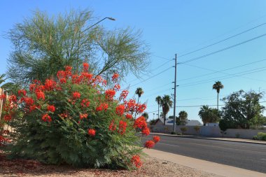 Arizona Çölü tarzı yol kenarı fotokopisi Phoenix yerleşim bölgesinde, Kırmızı Cennet Kuşu ile.