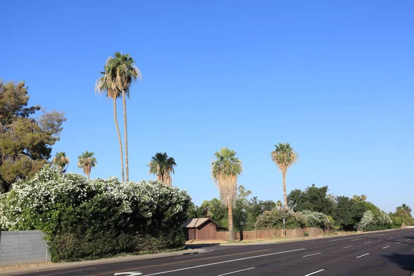 Белый Олеандр Пальмы Вдоль Гринвей Роуд Западной Части Аризоны Столицы — стоковое фото