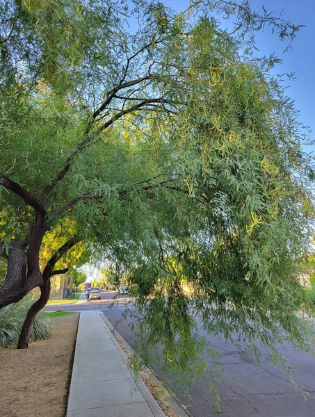 Bogenförmige Mesquite Baumzweige Und Äste Über Den Gehweg Einem Wohnviertel — Stockfoto
