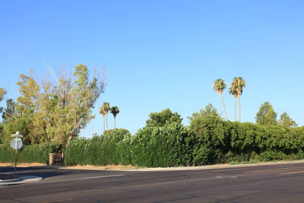 アリゾナ州の首都フェニックスの西側のグリーンウェイ道路沿いの白いオレンダーとヤシ コピースペース — ストック写真