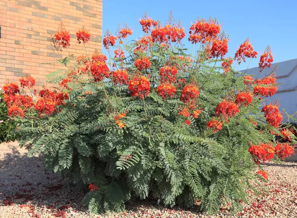 stock image Arizona desert style roadside xeriscaping with Red Bird of Paradise shrubs and gravel n city of Phoenix