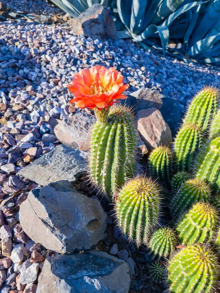 沙漠风格的二叠纪地 开满了开花的刺猬仙人掌 Echinocereus家族 也被称为Kingcup仙人掌 Claretcup Mojave丘陵仙人掌 — 图库照片