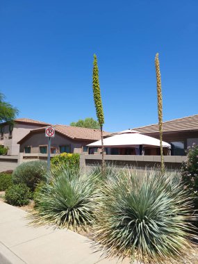 Phoenix, Arizona 'da Xeriscaped şehir caddesi boyunca Desert Spoon (Dasylirion Wheeleri) kümesi (Sotol olarak da bilinir)  