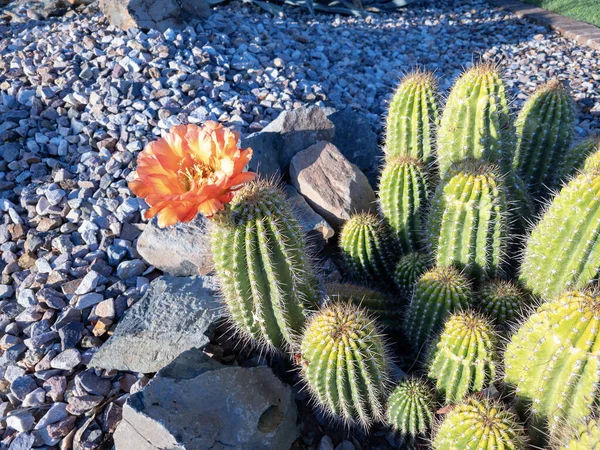沙漠风格的二叠纪地 开满了开花的刺猬仙人掌 Echinocereus家族 也被称为Kingcup仙人掌 Claretcup Mojave丘陵仙人掌 — 图库照片