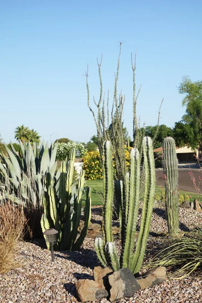 Arizona Desert Style Roadside Xeriscaping Cacti Agave Ocotillo City Phoenix — 스톡 사진